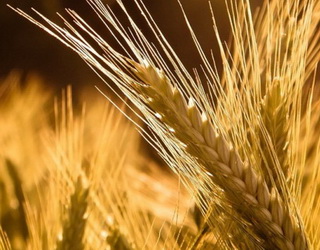 В Україні зібрали 27 млн тонн ранніх зернових